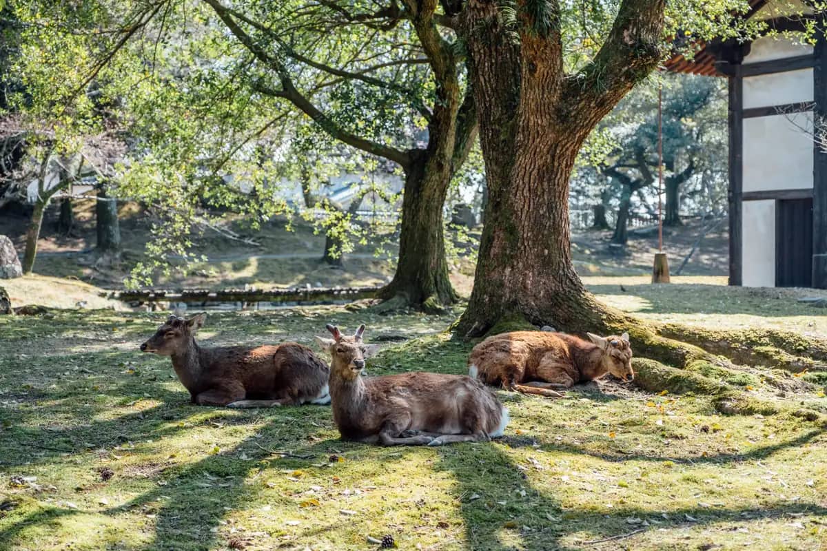 Deer resting under old trees in Nara Park